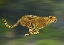 Picture of CHEETAH FULL SPRINT