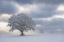 Picture of COLD MORNING