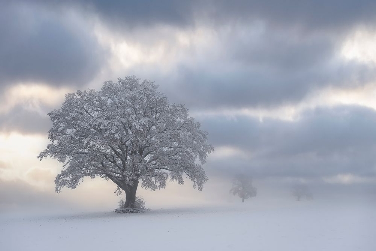 Picture of COLD MORNING