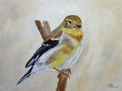 Picture of AMERICAN GOLDFINCH PORTRAIT