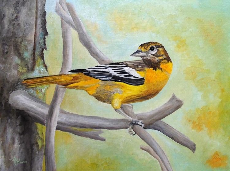 Picture of BALTIMORE ORIOLE