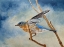 Picture of BLUEBIRD, BLUE MORNING
