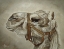 Picture of CAMEL PORTRAIT