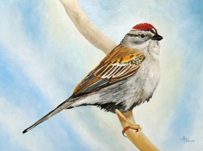 Picture of CHIPING SPARROW