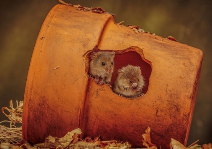 Picture of HARVEST MICE IN PLANT POT