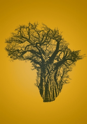Picture of AFRICAN BAOBAB TREE AT SUNSET