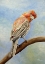 Picture of I SPY WITH MY LITTLE EYE   MALE HOUSE FINCH