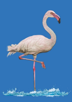 Picture of PINKISH FLAMINGO IN WATER BLUE SKY