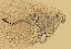Picture of CHEETAH FULL SPRINT