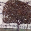 Picture of DER APFELBAUM (1916)