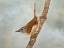 Picture of SWEET CAROLINA WREN