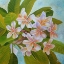 Picture of PLUMERIA