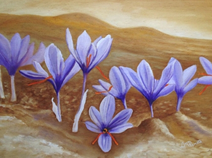 Picture of SAFFRON FLOWERS