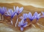 Picture of SAFFRON FLOWERS