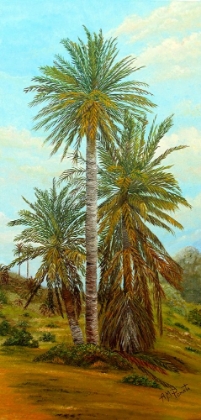 Picture of PALM TREES