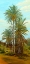 Picture of PALM TREES