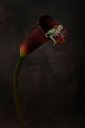 Picture of PORTRAIT OF A RED EYED TREE FROG