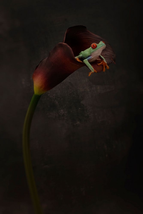 Picture of PORTRAIT OF A RED EYED TREE FROG