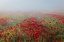 Picture of POPPIES IN THE FOG