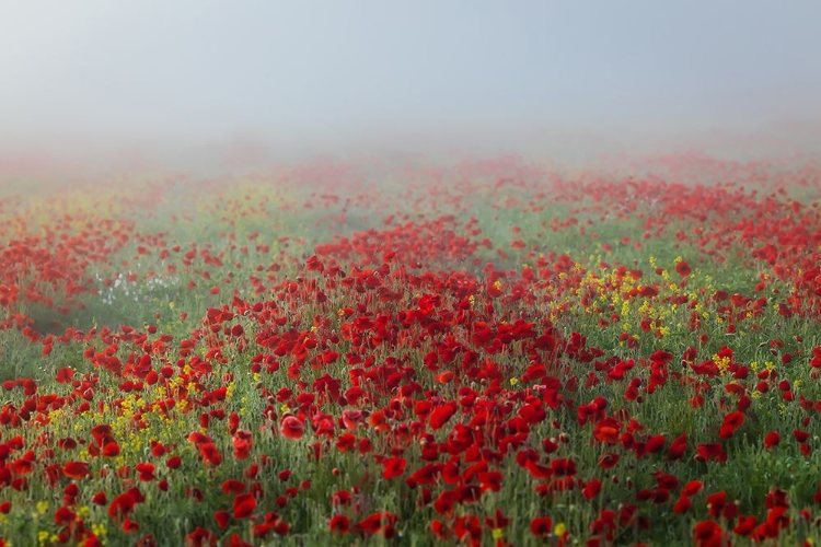 Picture of POPPIES IN THE FOG