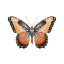 Picture of BUTTERFLY 50