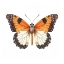 Picture of BUTTERFLY 44