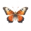 Picture of BUTTERFLY 1