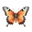 Picture of BUTTERFLY 2