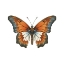 Picture of BUTTERFLY 3