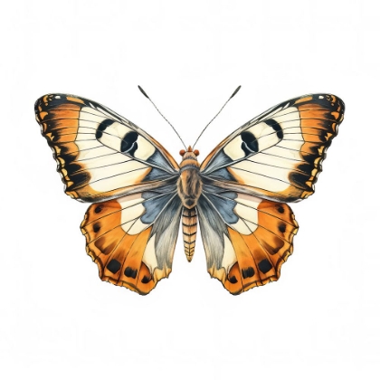 Picture of BUTTERFLY 4