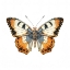 Picture of BUTTERFLY 4