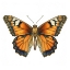 Picture of BUTTERFLY 5