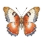 Picture of BUTTERFLY 6