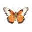 Picture of BUTTERFLY 8