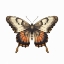 Picture of BUTTERFLY 11