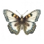 Picture of BUTTERFLY 12