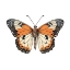 Picture of BUTTERFLY 13