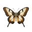 Picture of BUTTERFLY 14