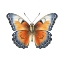 Picture of BUTTERFLY 18