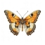 Picture of BUTTERFLY 21