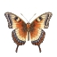 Picture of BUTTERFLY 22