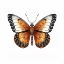 Picture of BUTTERFLY 23