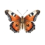 Picture of BUTTERFLY 24