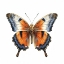 Picture of BUTTERFLY 25