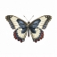 Picture of BUTTERFLY 26