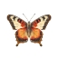 Picture of BUTTERFLY 31