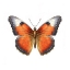Picture of BUTTERFLY 32