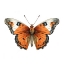 Picture of BUTTERFLY 35
