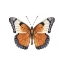 Picture of BUTTERFLY 42