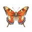 Picture of BUTTERFLY 45